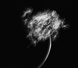 Blowball. Black and White. Close up.