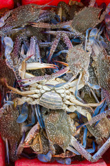fresh crabs in a red basket for buy