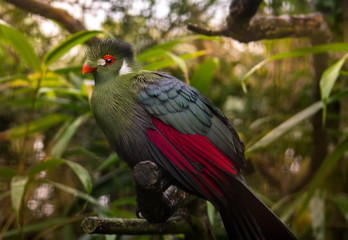 Green turaco on a tree