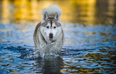 Siberian Husky walking and splashing through water
