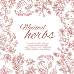 Vintage decorative background with medicinal organic healing plants. Medical herb banner template with herbal botanical flower. Vector illustration