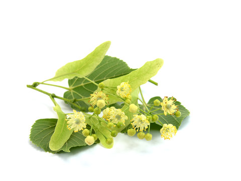 Lindenbl&uuml;ten, Sommerlinde, Tilia platyphyllos