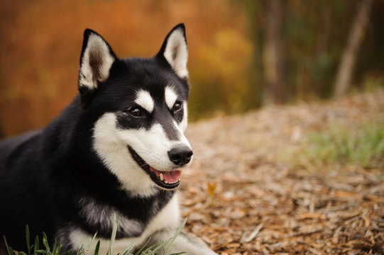 Siberian Husky portrait outdoors with color fall trees