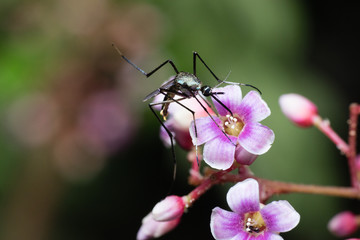 male mosquito on star apple Flower