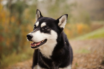 Obraz premium Siberian Husky portrait against natural background