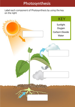 A photosynthesis fill in the blanks worksheet. Key on the right with words