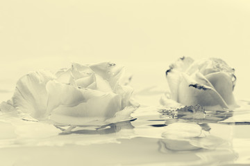Fototapeta na wymiar Black and white rose flower with water