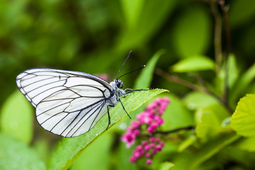 Fototapeta na wymiar White Butterfly on the Leaves