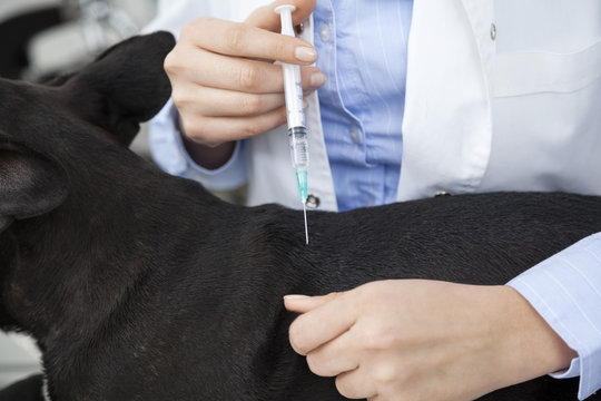 Cropped Image Of Vet Giving Vaccine To French Bulldog