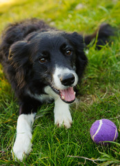 Border Collie lying down in grass with ball