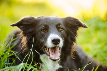 Border Collie lying down in grass