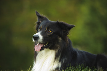 Border Collie dog against green out of focus background