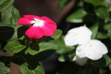 Catharanthus roseus flower