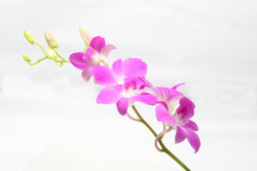 Purple Maroon Orchid Flower