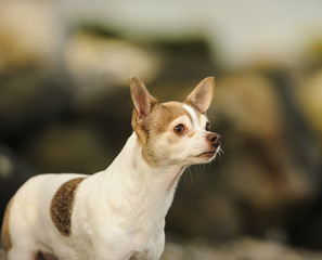 Chihuahua portrait against rocks