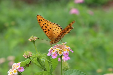 ランタナの花の蜜を吸うヒョウモンチョウ