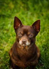 Brown Chihuahua sitting on green grass lawn