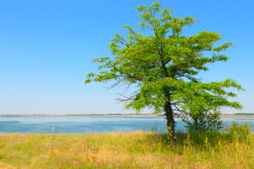 Fototapeta na wymiar lonely tree on the shore of the Gulf