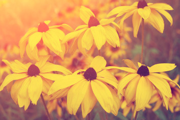 Vintage yellow flowers in the garden at sunset light