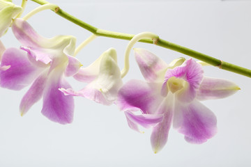 Light purple white Orchid Flower