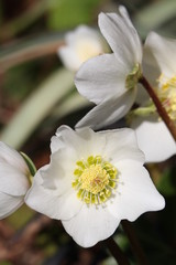 レンテンローズ