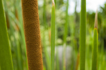 Cattail Closeup in the Grass