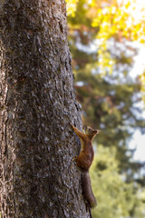 Young  squirrel on a tree in the park