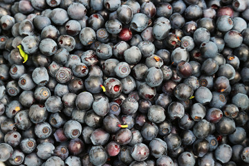 hands collected fresh bilberryes