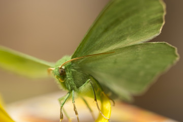 Large emerald Moth in big detail, Geometra Papilionaria