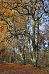 Waldweg im Herbst