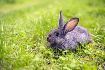 Grey rabbit in grass closeup