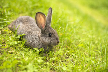 Naklejka na ściany i meble Grey rabbit in grass closeup
