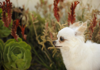 White long haired Chihuahua against succulent garden