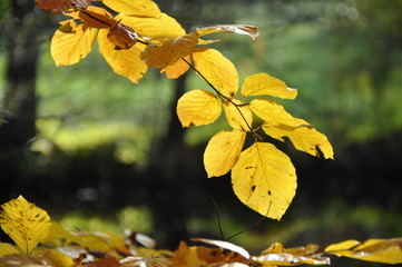 Obraz premium Buchenblätter im Herbst
