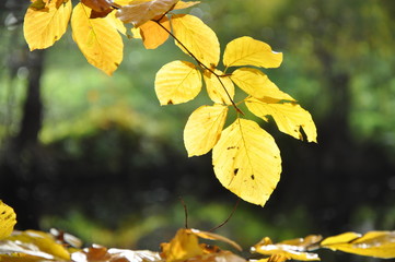 Buchenblätter im Herbst