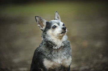 Senior portrait of Chihuahua 