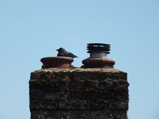 Crow nesting on a chimney pot with a gas fire exhaust terminal right beside the bird