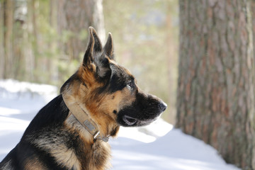 German shepherd dog on snow in winter day