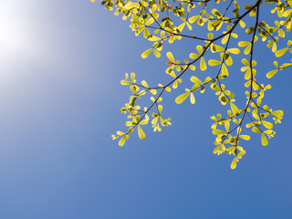 Springtime tree branch against blue sky