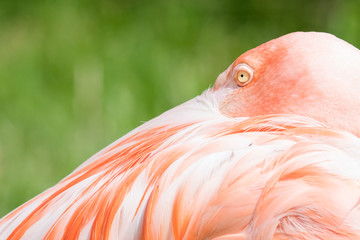Pink flamingo close-up