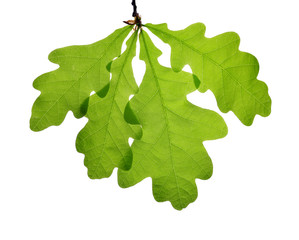 Spring leaves of oak tree isolated on white background