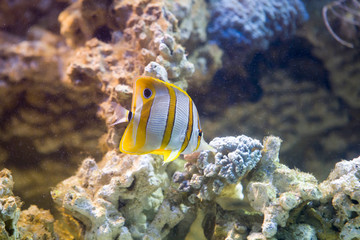 Fototapeta na wymiar Copperband butterflyfish (Chelmon rostratus)