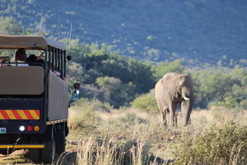 Elephant encounter on a game Drive in Pilanesburg Game Reserve