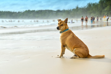 Alone dog sitting on the beach