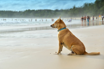 Alone dog sitting on the beach