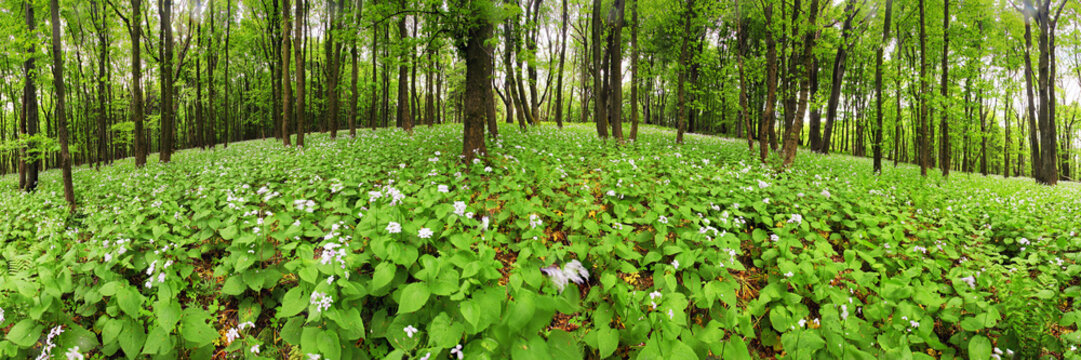 Fototapeta Flowers on green forest - 360 panorama