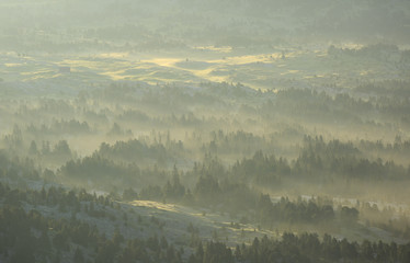 Fog in a forest during a tranquil, summer sunrise.
