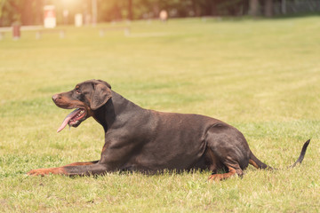 Doberman pinscher lie in the field