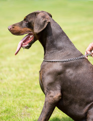 Closeup portrait of Doberman
