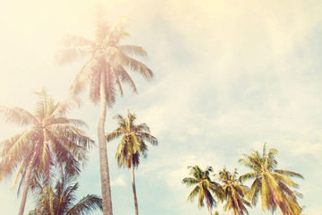 Plakat Palm Trees Jungle Blue Sky Toned Shabby Nature